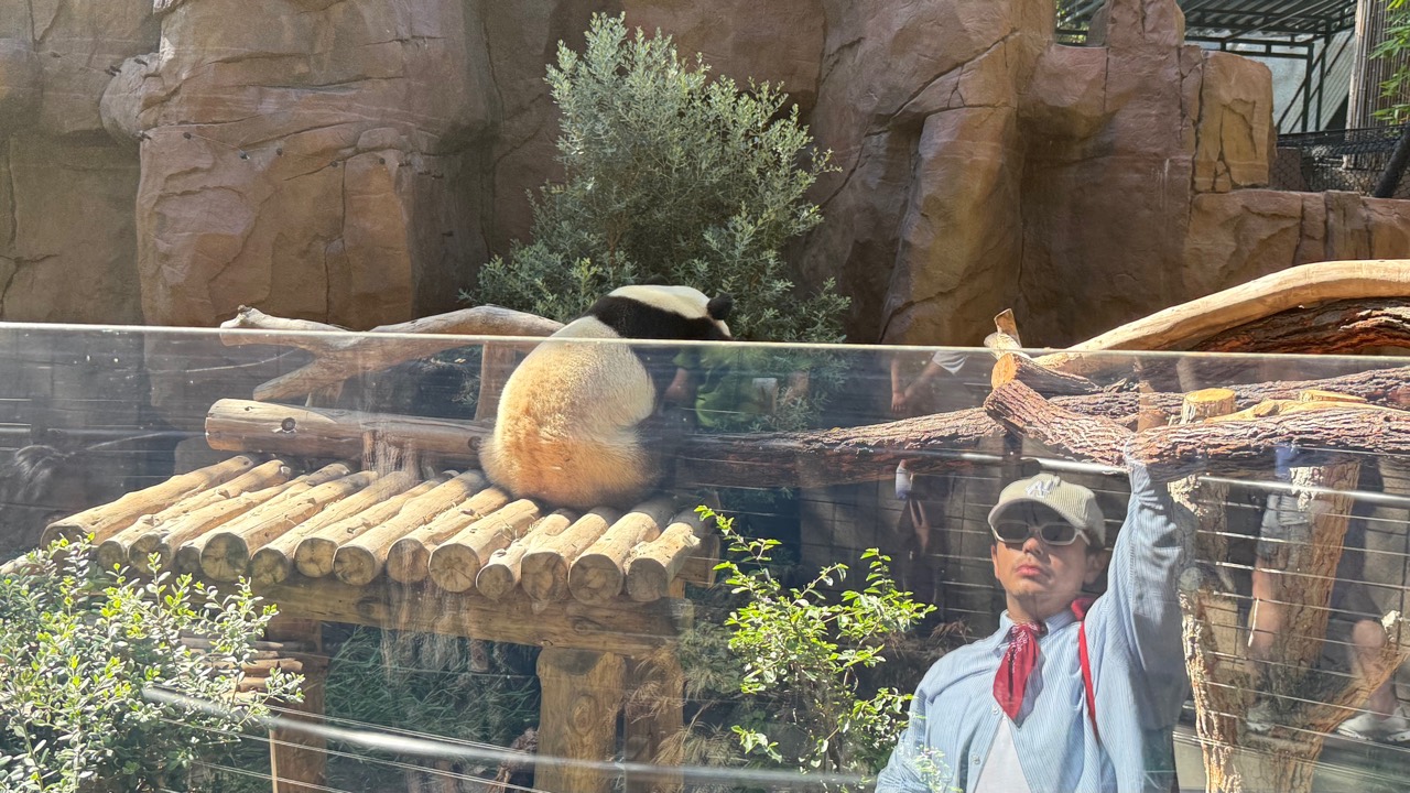 A panda resting in its habitat
